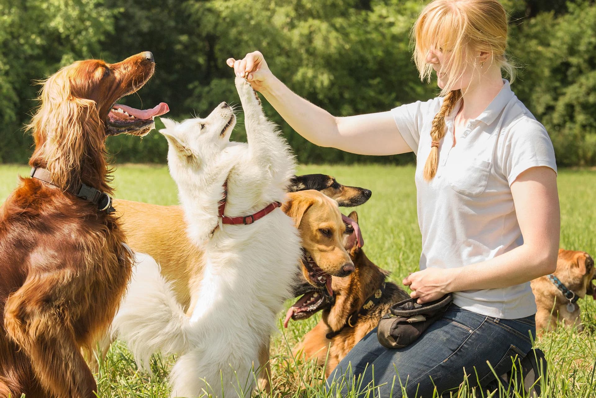 Initial Dog Training Assessment Scottsdale: Set Your Dog Up for Success