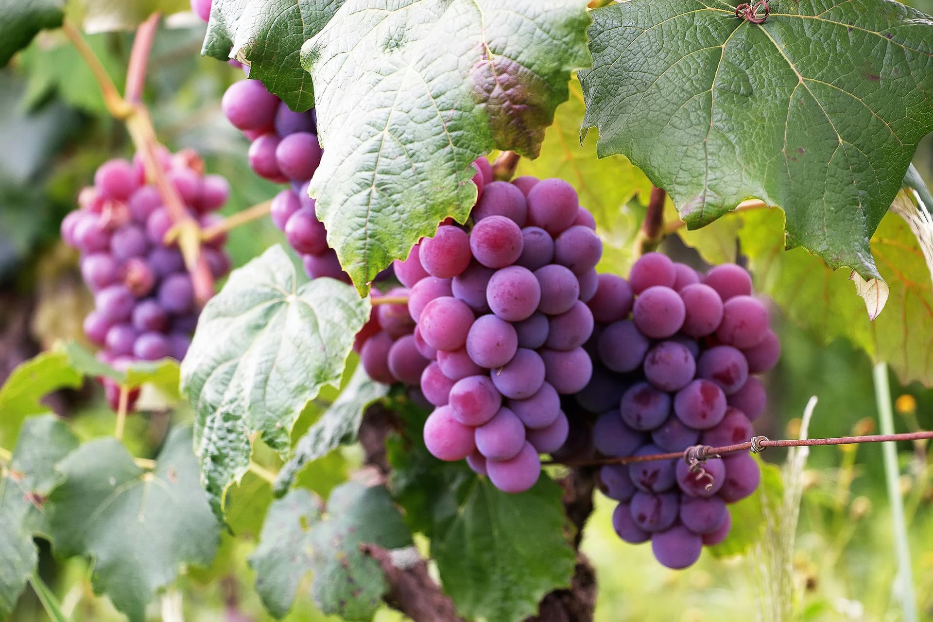 Sacramento Wineries Perfect for Bachelorette Wine Weekends