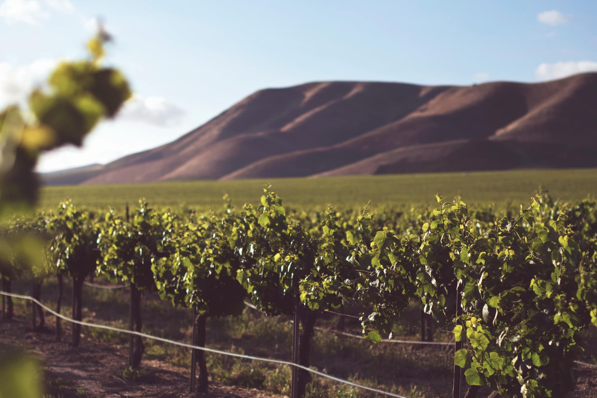 Winery Sacramento Couples Choose for Romantic Tastings