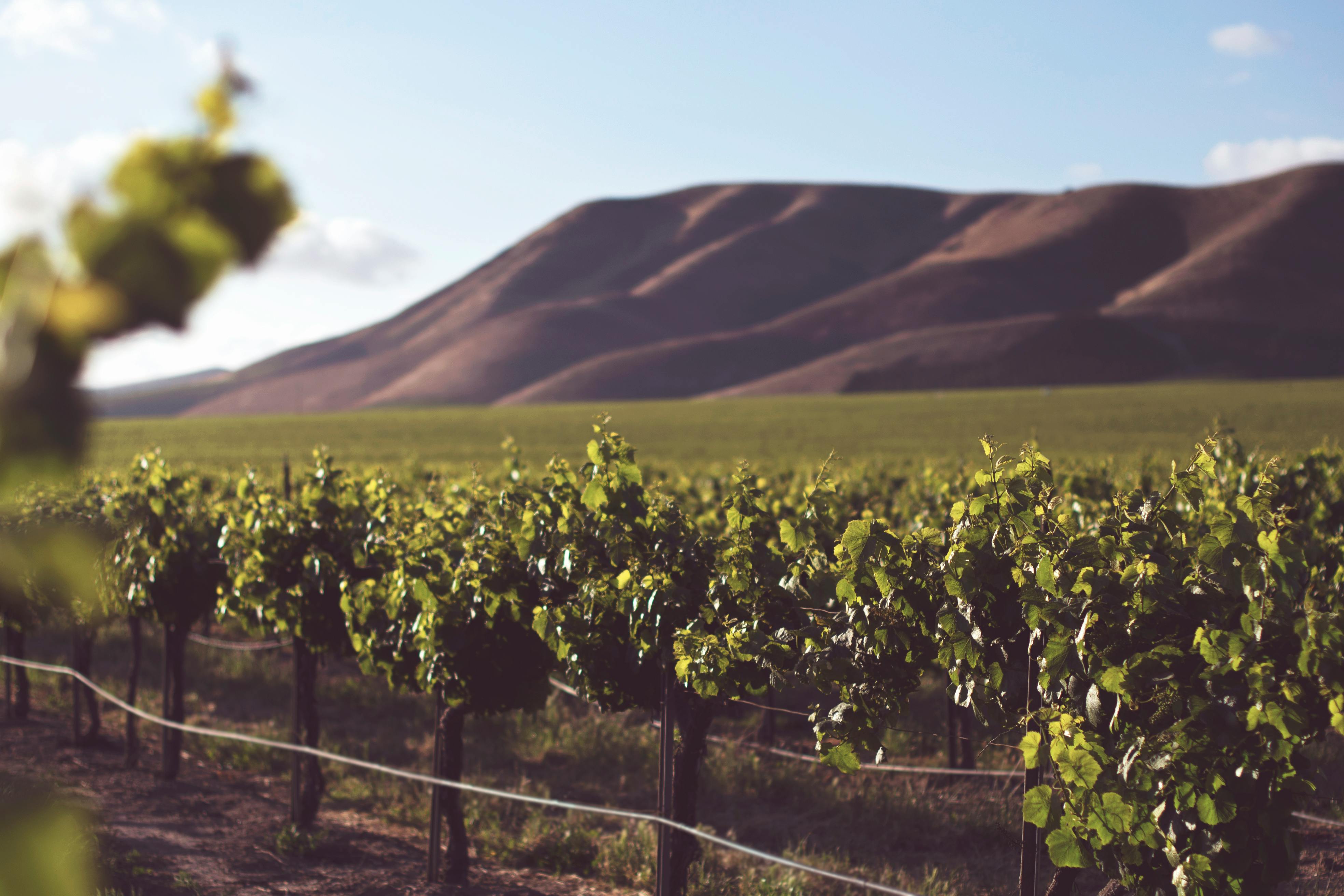 Winery Sacramento Couples Choose for Romantic Tastings